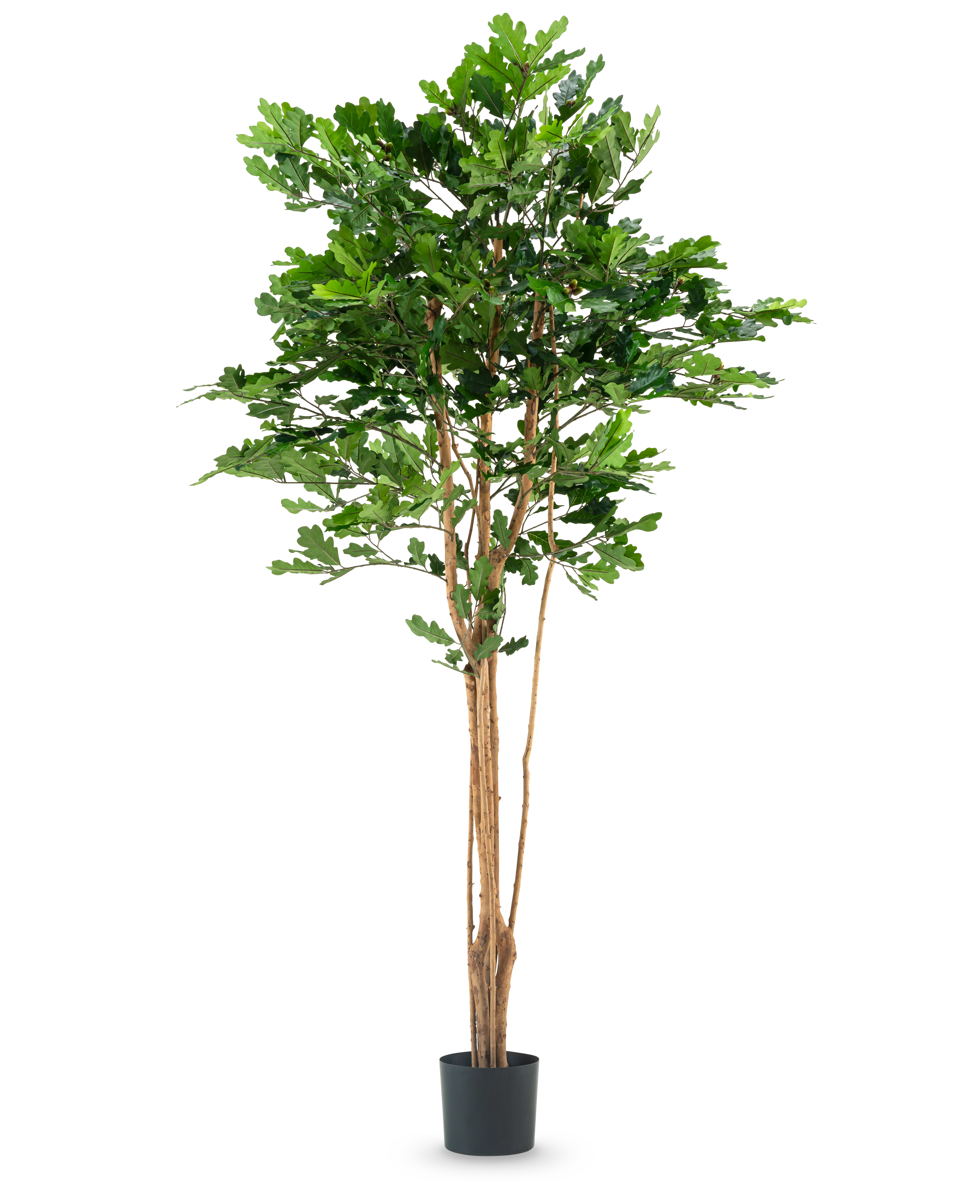 Miniatuur 1