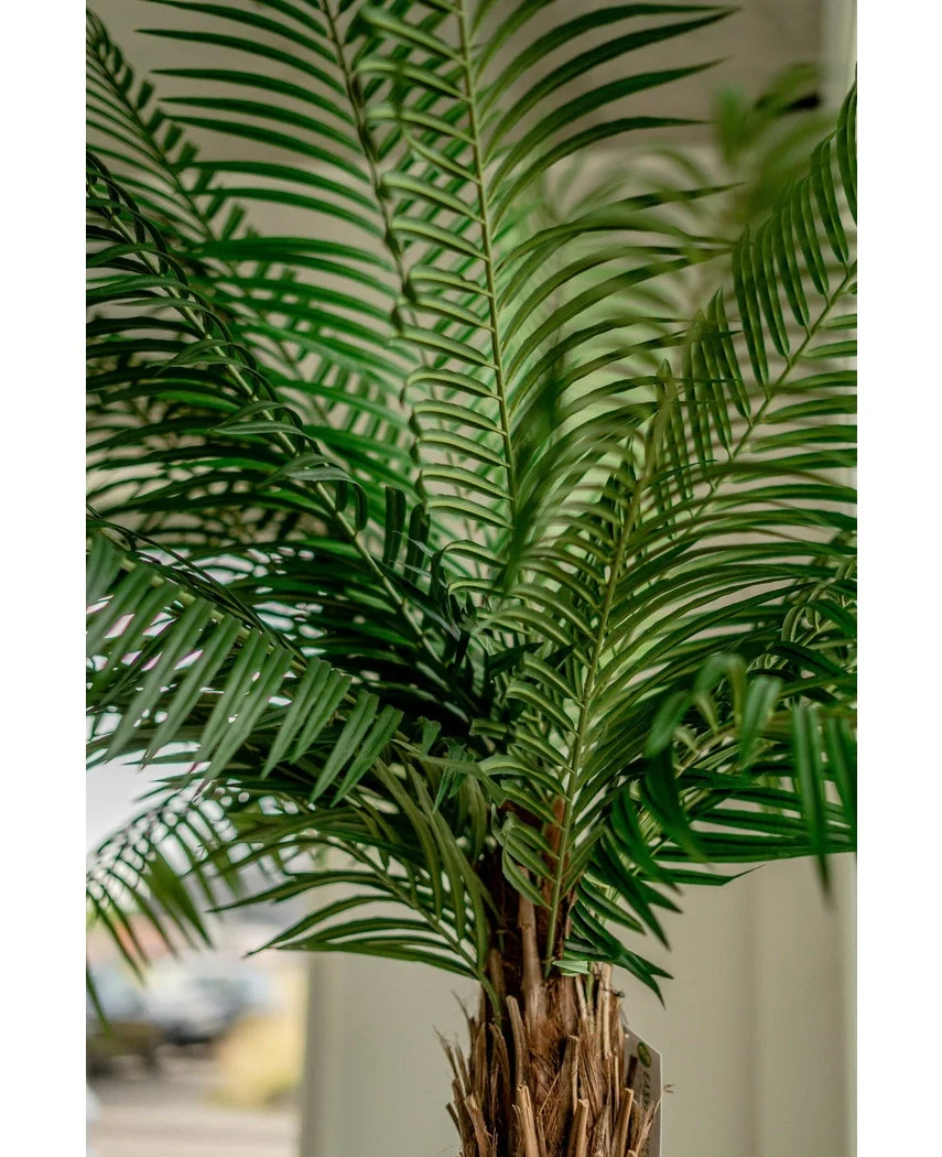 Kunstpalm Phoenix De Luxe 210 cm - Image 10