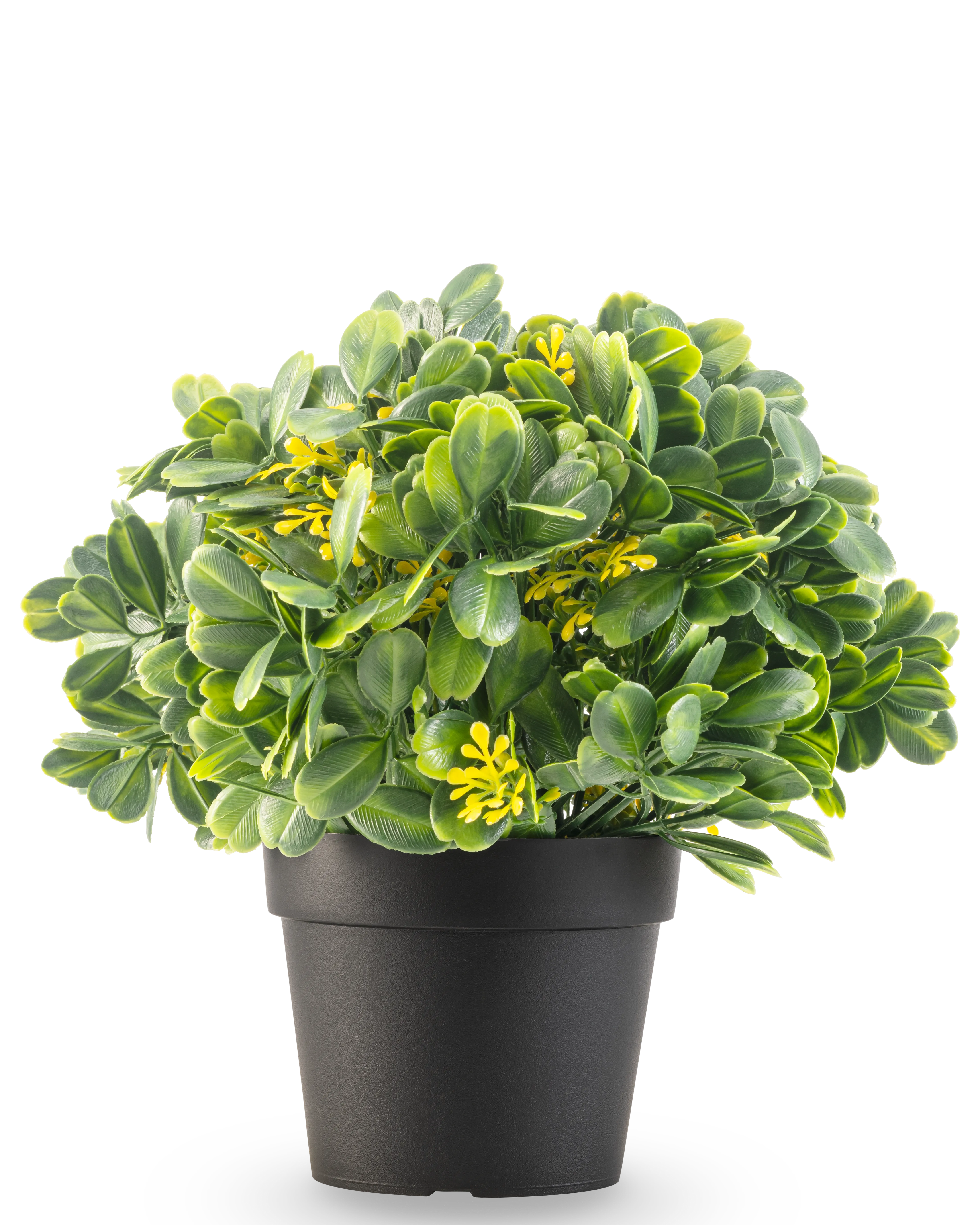 Miniatuur 1