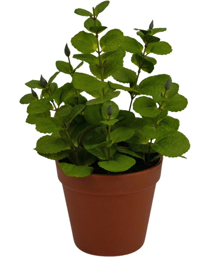 Miniatuur 1