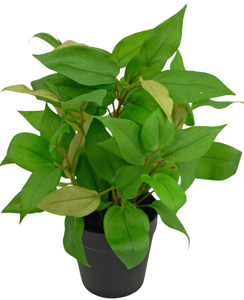 Miniatuur 1