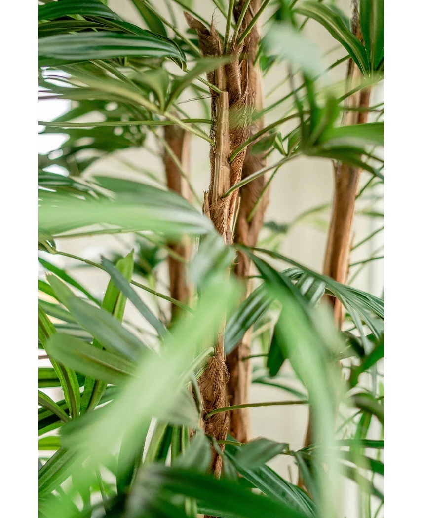 Lady Kunstpalm 210 cm - Image 6